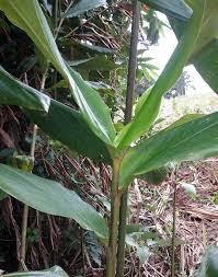 Image result for Aframomum angustifolium