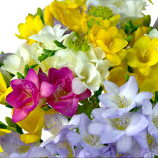 In fact, the vibrantly colored blossoms are so symbolic of spring that they're one of the most popular flowers for seasonal wedding arrangements! 8 Fascinating Freesia Facts Blog Free Flower Delivery Across The Uk From Clare Florist