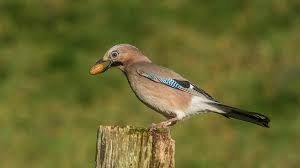 Hier finden sie die 40 häufigsten vogelarten im portrait und hilfe bei der bestimmung der vögel. Heimische Vogelarten Was Ist Das Fur Ein Vogel In Meinem Garten Bayern 1 Radio Br De