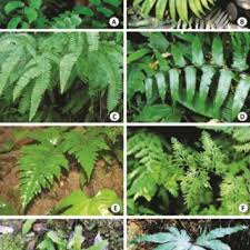 Image result for Asplenium inaequilaterale