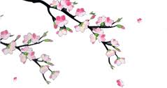 Detail dari bunganya yang cantik, tak hanya ketika mekar dan kuncup sekaligus dengan aksen daunnya. 76 Gambar Animasi Bergerak Bunga Sakura Gugur Kekinian Gambar Pixabay