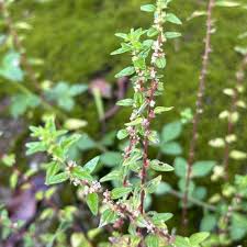 Image result for Pouzolzia