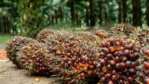 Makan sayuran termasuk dalam salah satu rekomendasi harian yang disarankan menurut kaidah gizi seimbang. Harga Sawit Malaysia Dijangka Naik Selepas India Kurangkan Cukai Import