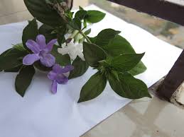 Image result for Barleria crassa