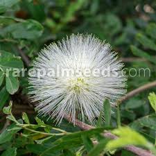Image result for Calliandra haematocephala