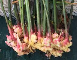 Ginger Plants
