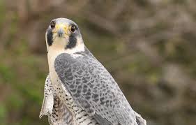 It has long, broad, pointed wings and a relatively short tail. Peregrine Falcons Carpenter Nature Center