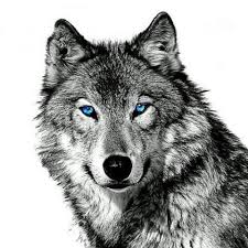 Black And White Wolf Tattoo With Blue Eyes Pin By Carol Zamosny Thompson On Animals Wolf With Blue Eyes Wolf Eyes Wolf Face