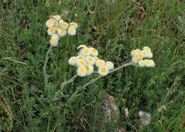 Image result for Helichrysum graniticola