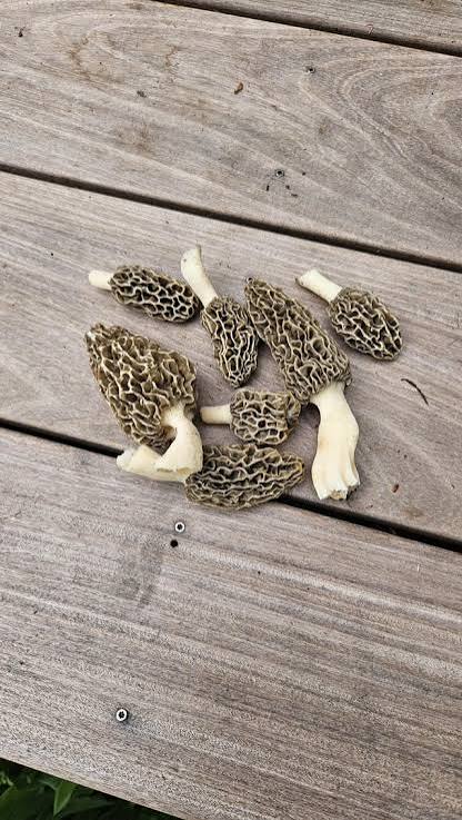 Will these kill me if I eat them? : r/mycology