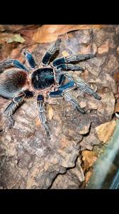 Image result for Centema subfusca