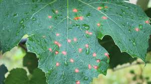 Probably the most common flies are the house fly and the little house fly. When It Rains The Plant Diseases Flourish Morning Ag Clips