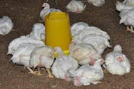 Penyakit ayam yang satu ini termasuk yang paling mematikan dan ditakuti, disebabkan oleh virus paramyxo. Obat Mencret Alami Untuk Ayam Broiler Artikel Pertanian Terbaru Berita Pertanian Terbaru