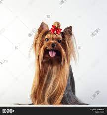 The skye terrier is a breed of dog that is a long, low, hardy terrier and one of the most endangered native dog breeds in the united kingdom. Yorkshire Terrier Image Photo Free Trial Bigstock