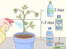 How To Get Rid Of Red Spider Mites Organically 14 Steps