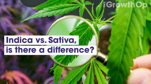 indica vs sativa is there a difference weed easy