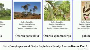 Image result for Ozoroa longipes