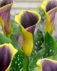 Calla Lily Bulbs Zantedeschia Aethiopica Pieces Options 1 Bulbs 2 Bulbs 5 Bulbs Yellow Purple Lily Plants Calla Lily Flowers Calla Lily Bulbs