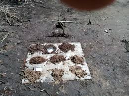 Image result for Aneilema dregeanum