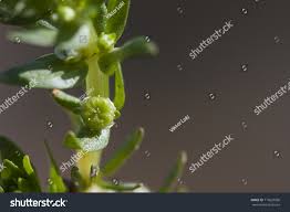 Image result for Elatinaceae