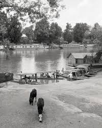 Visuals of Jhelum River in Srinagar ...