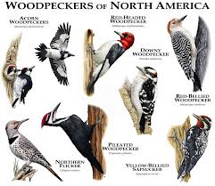Birds Of North America Poster Framed Woodpeckers Of The World Poster Print Backyard Birds Birds Beautiful Birds