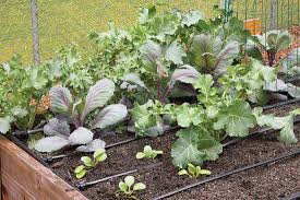 They take the hassle out of watering your plants by supplying them with consistent moisture to bloom drip irrigation is a low volume, low pressure watering system that delivers water to landscapes. Choose The Best Garden Watering Systems Organic Gardening Mother Earth News