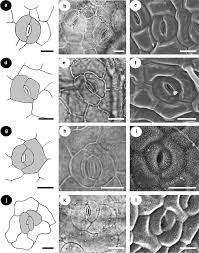 Image result for Stomatanthes sp.no.1