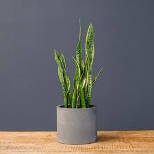 Image result for Sansevieria trifasciata