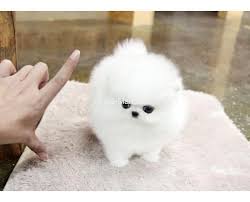 Selvom du hedder ikke paris, vil disse små knipper af kærlighed stjæle dit hjerte! Kostenlose Kleinanzeigen Verkaufen Und Kaufen Deutschland Hunde Germany Sachsen Mini Teacup Pomeranian Zwergspitz Welpen
