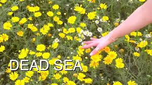 Death valley was one of the few great california national parks i had not visited. Rare Desert Flower Blossom In Israel By The Dead Sea Live Youtube