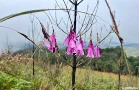 Image result for Dierama formosum