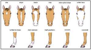 Horse Breed Descriptions