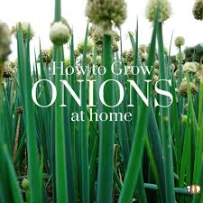 Check spelling or type a new query. How To Plant And Grow Onions The Kitchen Garten