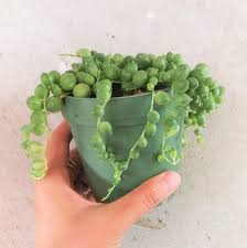 A potted plant adds a dash of. Cute String Of Pearls Succulent Succulent Senecio Rowleyanus String Of Beads Plant Succulent Vine String Of Pearl Plant Gift House Decor Outdoor Gardening Home Living Kromasol Com