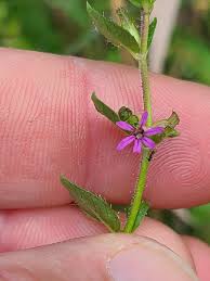 Image result for Cuphea carthagenensis