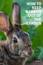 One of the most effective ways to keep rabbits out of your garden is to fence it in. How To Keep Rabbits Out Of The Garden Gardening Channel