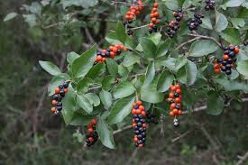 Image result for Citharexylum