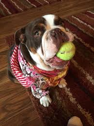 We have akc english bulldog puppies for sale. Millionaire English Bulldog Puppies Home Facebook