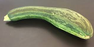 Figure one medium sliced zucchini (6 oz) equals one cup. Looking For The Largest Zucchini In Lansing
