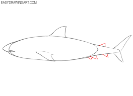 4.draw the outline of the body and the fins. How To Draw A Shark Easy Drawing Art