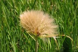Barba di becco (tragopogon pratensis l.) famiglia composite habitat comune ai lati dei sentieri e nei campi non eccessivamente fertili, da 0 a 2100 m. Barba Di Becco Proprieta E Benefici Benessere Oggi