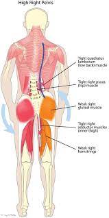 The gluteus maximus is the large muscle of the buttock. Pin On Oils
