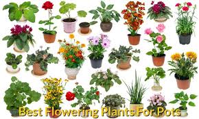 Check spelling or type a new query. Best Flowering Plants For Pots Gardeninghow Com
