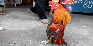 Inilah 10 peringkat ayam termahal di thailand bahkan dunia!! 7 Jenis Ayam Aduan Paling Populer Dan Banyak Dicari Berikut Penjelasannya Merdeka Com