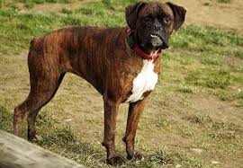 Boxer Dog Breeds And Colors With Pictures Pet Keen