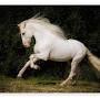 Profile Picture of Spanish White Horse print by Julia Moll - Posterlounge (@posterlounge.com) on Google