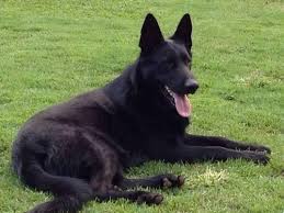 We breed akc registered german shepherd puppies in oklahoma, specializing in the european bloodlines. Akc Jet Black German Shepherd Dog Puppies For Sale In Mapleton Utah Classified Americanlisted Com