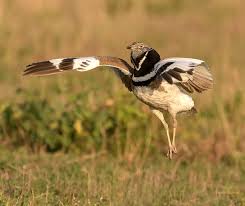 Afbeeldingsresultaat voor afbeelding bijzonder gedrag vogels