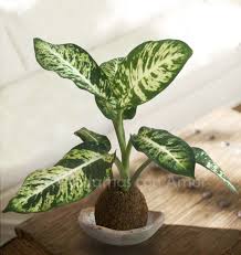Kokedama Dieffenbachia Dieffenbachia Maculata Kokedama Indoor Plants Plants